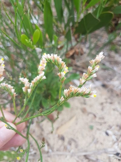 Limonium australe, photographed by Vale Jenny Conolly