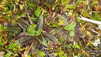 Plantago novae-zelandiae, photographed by naturewatchwidow