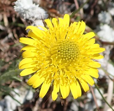 Berkheya insignis, photographed by Nicola van Berkel