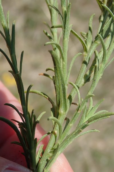Nidorella anomala, photographed by Nicola van Berkel