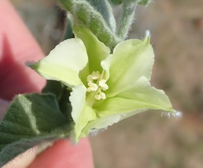 Convolvulus natalensis, photographed by Nicola van Berkel