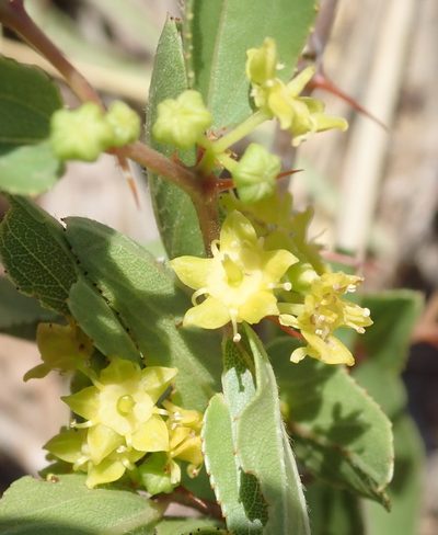 Ziziphus zeyheriana, photographed by Nicola van Berkel