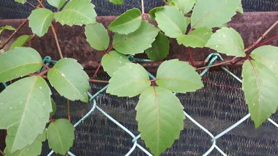 Causonis trifolia, photographed by Ong Jyh Seng