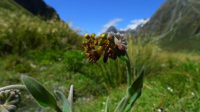 Myosotis macrantha, photographed by Sarah Richardson