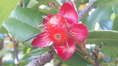 Ochna thomasiana, photographed by Ong Jyh Seng