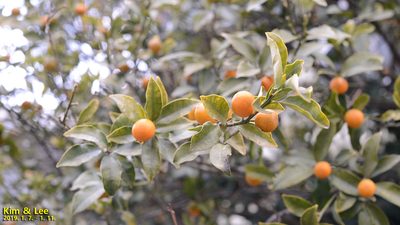 Citrus japonica, photographed by Kim, Hyun-tae