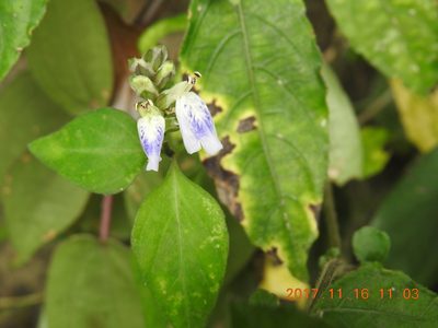 Rungia chinensis, photographed by fagushayata