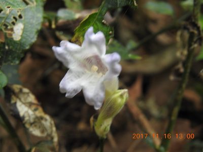 Strobilanthes pentastemonoides, photographed by fagushayata