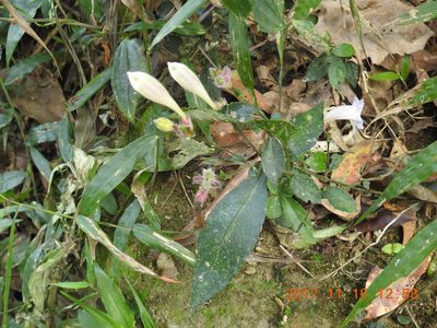 Strobilanthes pentastemonoides, photographed by fagushayata