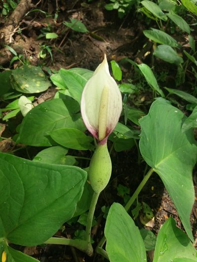 Xanthosoma mexicanum, photographed by keesgroenendijk