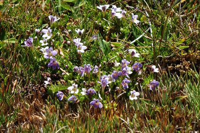 Euphrasia dyeri, photographed by John Barkla