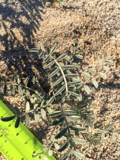 Astragalus aridus, photographed by Kate Harper