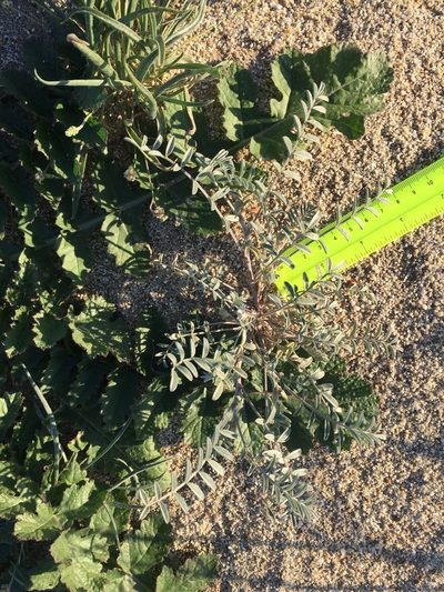 Astragalus aridus, photographed by Kate Harper