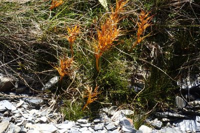 Aciphylla pinnatifida, photographed by John Barkla