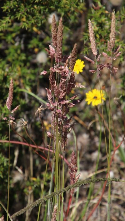 Festuca scabra, photographed by Tony Rebelo