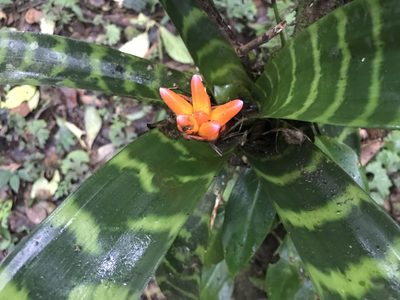 Guzmania musaica, photographed by Dario Taraborelli