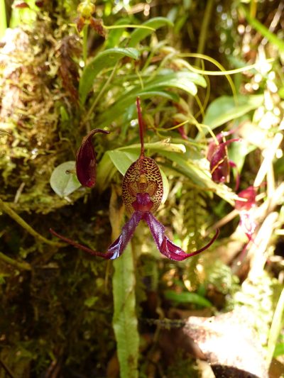 Masdevallia heteroptera, photographed by Daniel van der Post