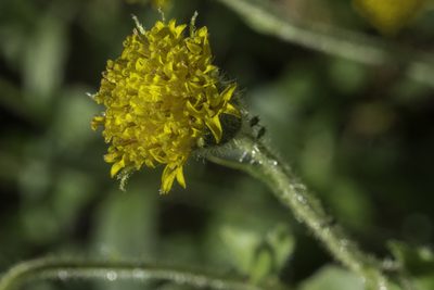 Arnica parryi, photographed by Craig Martin