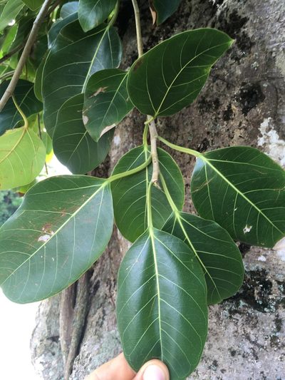 Ficus prolixa, photographed by Ben Hayden
