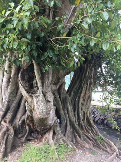 Ficus prolixa, photographed by Ben Hayden