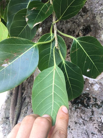 Ficus prolixa, photographed by Ben Hayden