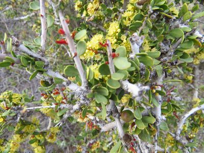 Schinus johnstonii, photographed by Leonel Roget