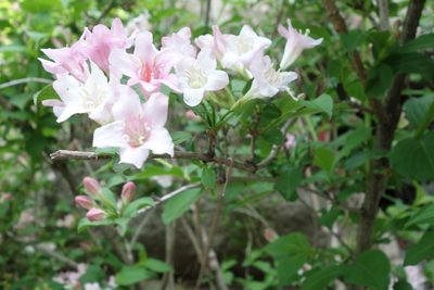 Weigela florida, photographed by Yuan Zhuang