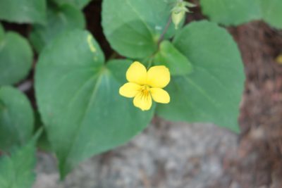 Viola orientalis, photographed by Yuan Zhuang