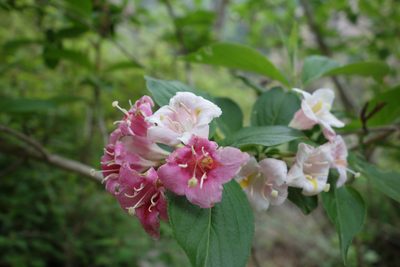 Weigela florida, photographed by Yuan Zhuang