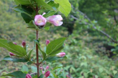 Weigela florida, photographed by Yuan Zhuang