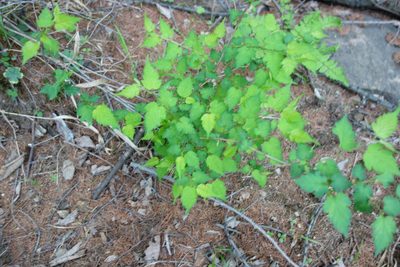 Neillia incisa, photographed by Yuan Zhuang