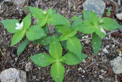 Pseudostellaria heterophylla, photographed by Yuan Zhuang