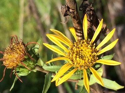 Grindelia integrifolia, photographed by Jeffrey Lee (he/him/his)