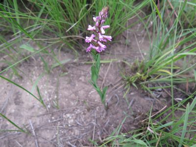 Disa stachyoides, photographed by Lutendo Mudzielwana