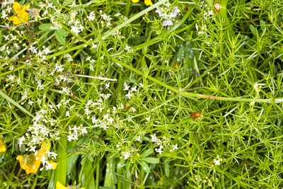 Galium lucidum, photographed by Drepanostoma