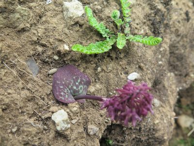 Ledebouria sandersonii, photographed by Lutendo Mudzielwana