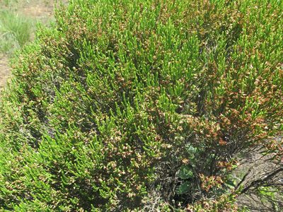 Erica afrorum, photographed by Lutendo Mudzielwana