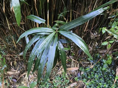 Ardisia crispa, photographed by Pieter Pelser