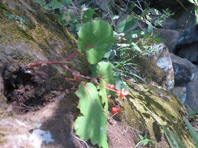 Begonia sutherlandii, photographed by Lutendo Mudzielwana