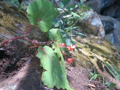 Begonia sutherlandii, photographed by Lutendo Mudzielwana