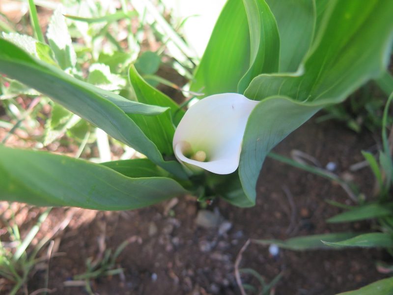 Zantedeschia rehmannii, photographed by Lutendo Mudzielwana