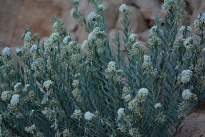 Solenostemma oleifolium, photographed by Karim Haddad