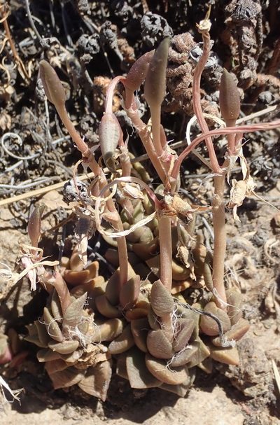 Anacampseros rufescens, photographed by Nicola van Berkel