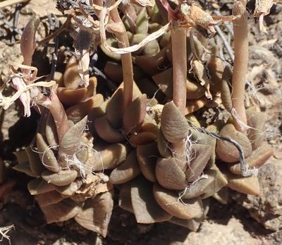 Anacampseros rufescens, photographed by Nicola van Berkel