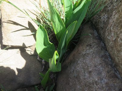 Zantedeschia rehmannii, photographed by Lutendo Mudzielwana