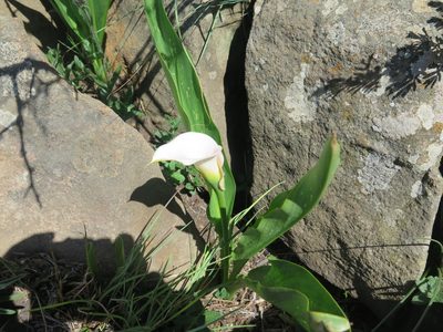 Zantedeschia rehmannii, photographed by Lutendo Mudzielwana