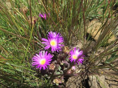 Delosperma carolinense, photographed by Lutendo Mudzielwana