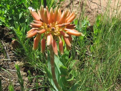 Aloe ecklonis, photographed by Lutendo Mudzielwana