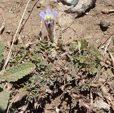 Lobelia thermalis, photographed by Nicola van Berkel