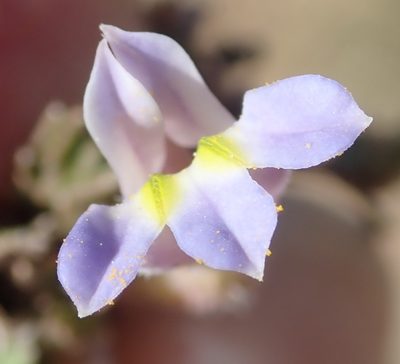 Lobelia thermalis, photographed by Nicola van Berkel
